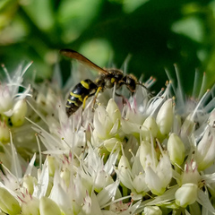 Ancistrocerus catskill