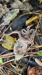 Dasypeltis scabra