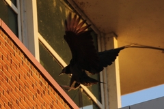 Coragyps atratus