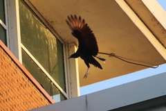Coragyps atratus