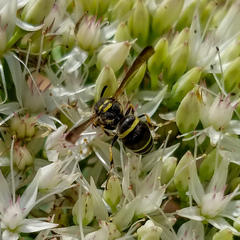 Ancistrocerus catskill