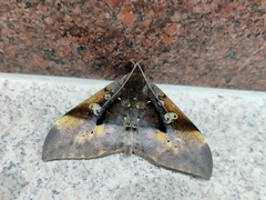 Ischyja manlia