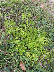 Lepidium didymum