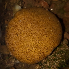 Scleroderma areolatum