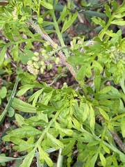 Lepidium didymum