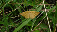 Idaea flaveolaria