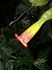 Brugmansia sanguinea