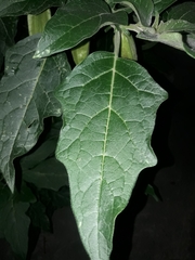 Brugmansia sanguinea