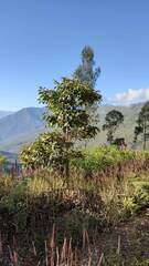 Spathodea campanulata