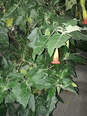 Brugmansia sanguinea