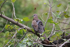 Streptopelia senegalensis senegalensis