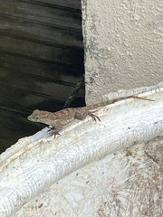 Anolis