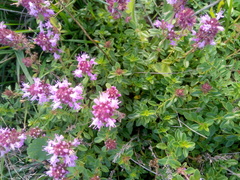 Thymus serpyllum
