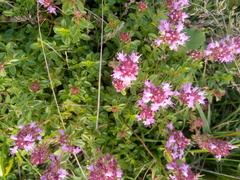 Thymus serpyllum