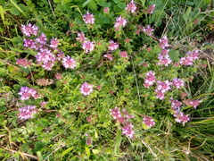 Thymus serpyllum