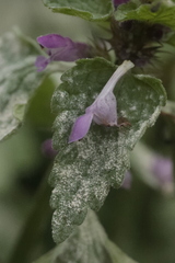 Neoerysiphe galeopsidis