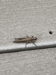 Paroxya clavuligera