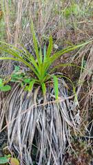 Eryngium paniculatum