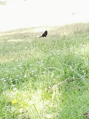 Passeriformes