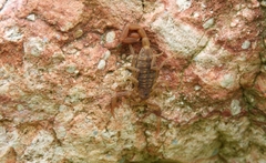 Tityus uruguayensis