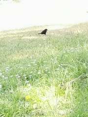 Passeriformes