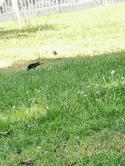Passeriformes