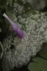 Neoerysiphe galeopsidis