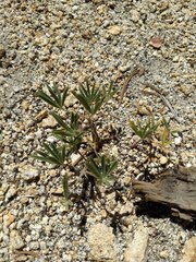 Lupinus hyacinthinus