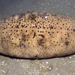 White Teatfish Sea Cucumber - Photo (c) 2007 Moorea Biocode, some rights reserved (CC BY-NC-SA)