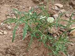 Chamaesaracha coronopus