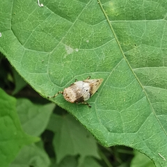 Aphrophora intermedia