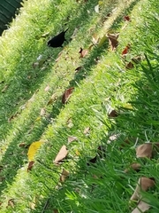 Passeriformes