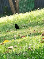 Passeriformes
