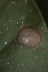 Gracillaria syringella