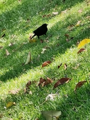 Passeriformes