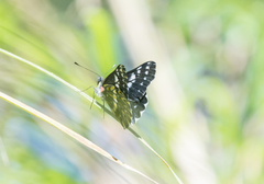 Catasticta teutila
