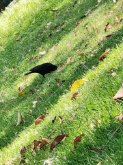 Passeriformes