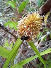 Trigona