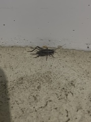 Loxoblemmus equestris