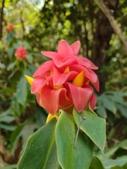 Costus