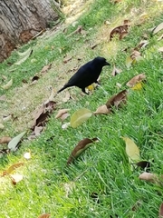 Passeriformes