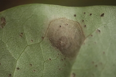 Gracillaria syringella