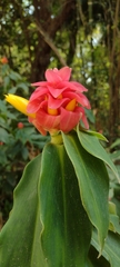 Costus