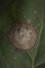 Gracillaria syringella