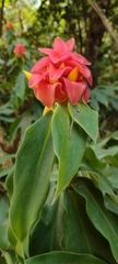 Costus