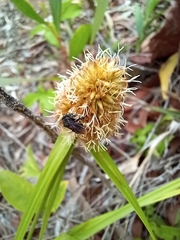 Trigona