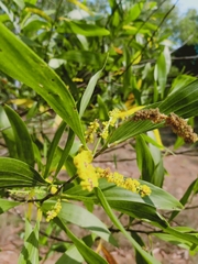 Acacia auriculiformis