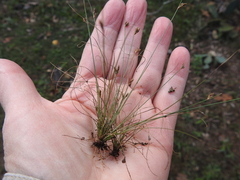 Bulbostylis capillaris