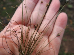 Bulbostylis capillaris