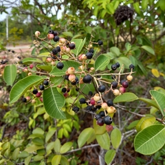 Syzygium cumini